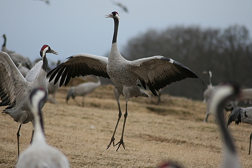 Kraniche105