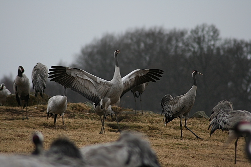 Kraniche110
