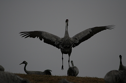 Kraniche111
