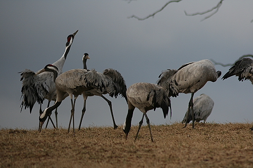 Kraniche14