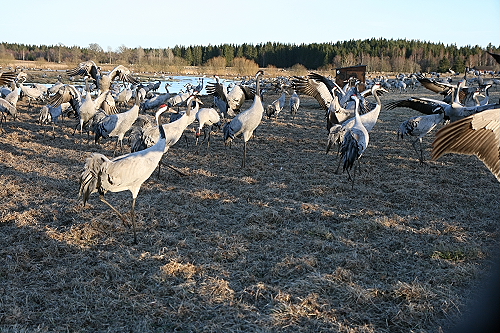 Kraniche41