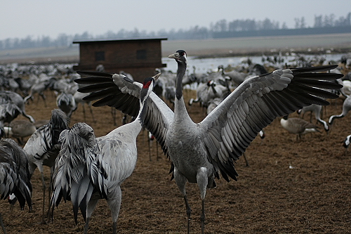 Kraniche49