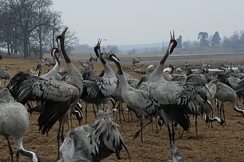 Kraniche97