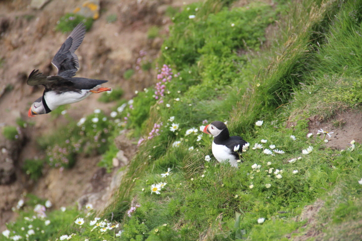 ShetlandsAnfahrt0047