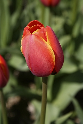 Tulpe