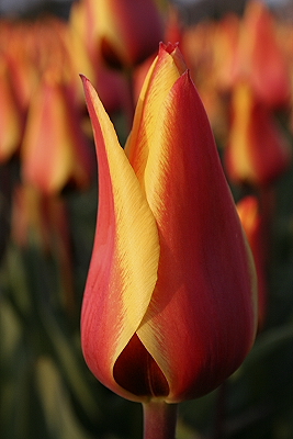 Tulpe2