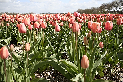 Tulpenfeld 3